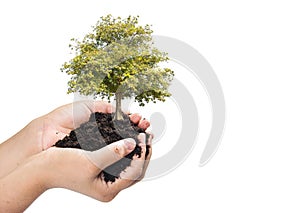 Soil in hands , Hands dirty with clay with tree on white background