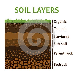 Soil layer section, dirt cross ground. Earth with rock and root plants, formation structure diagram. Diagram or training