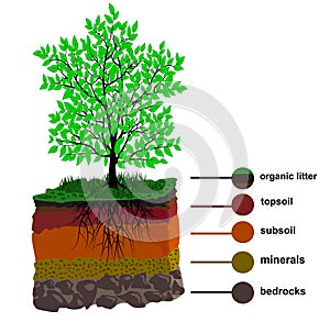 Soil Layer and Tree