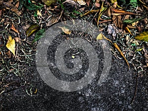 Soil and leaves floor with many color of texture harmony on earth nature background picture