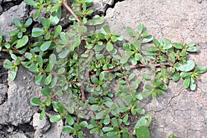 In the soil, like a weed grows purslane Portulaca oleracea