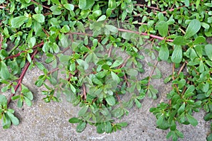 In the soil, like a weed grows purslane (Portulaca oleracea