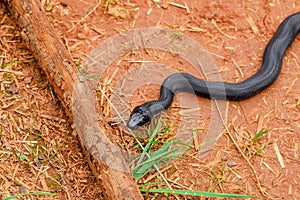 Among soil and lush vegetation of South Carolina, a black eastern ratsnake basked in summer sun.