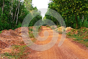 Soil made rural road or way have gone inside the village and forest or jungle under blue sky