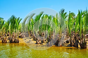 Soil of mangrove forest, Kangy river, Myanmar