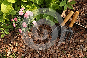 Soil mulched with bark chips, fork and trowel near flowers in garden, flat lay