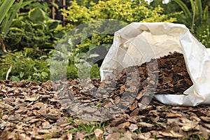 Soil mulched with bark chips in garden