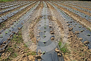 Soil mulching on agiculture crops