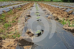 Soil mulching on agiculture crops