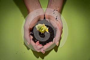 Soil and the new flower sprout are in female hands on the green background. World Kindness Day