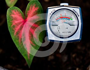 Soil pH meter and soil fertility meter cultivation