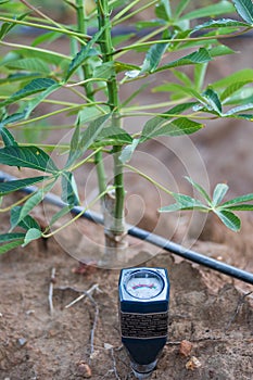 Soil pH meter and soil fertility meter for cultivation In cassava