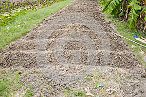 Soil preparation for sowing vegetable in field agriculture