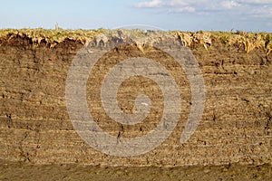 Soil profile in tidal marsh