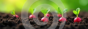 Soil with radish seeds germinating into green shoots shoots seeds photo