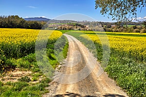 Soil road between the colza filrs at spring