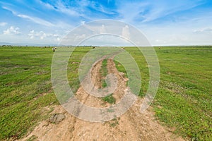 Soil road between grass field