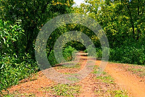 Soil road have gone inside the village forest or jungle under blue sky