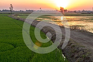 Soil road in rice fields and sunsets