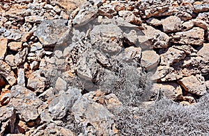 Soil with rocks and arid