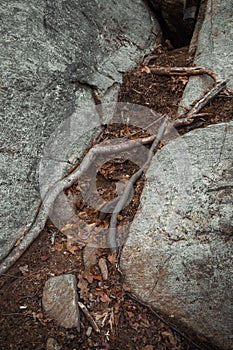 Soil and Roots with boulders close up macro texture background