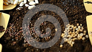 Soil and seeds are many different spring sowing plants in the garden. Selective focus.