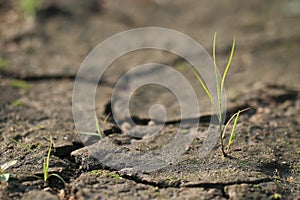 Soil with small shoots