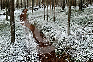 Soil snow trailway in the forest in winter