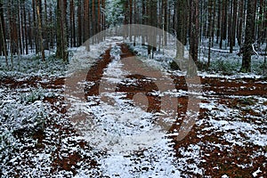 Soil snow trailway in the forest in winter photo