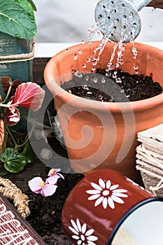 Soil in terracotta flower pot with planted seeds is watering from watering can, watered plant seeds in pot close up