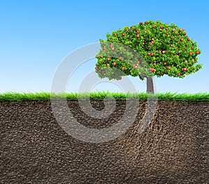 Soil with tree and roots