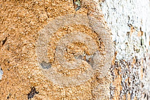 The Soil On A Trunk