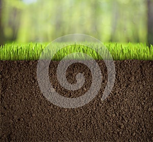 Soil under grass in forest