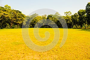 Soiled grass field in the dry season