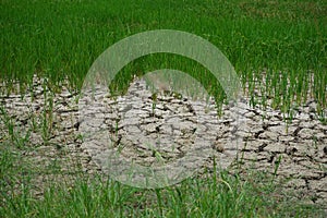 soiled soils soils trees soils  background outdoor