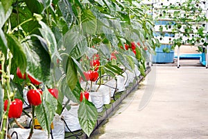 Soilless bell pepper culture