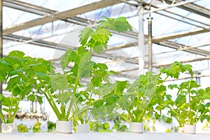 Soilless cultivation of celery in a botanical garden