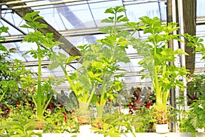 Soilless cultivation of green vegetables