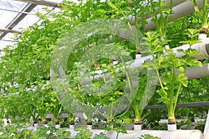 Soilless cultivation of green vegetables photo