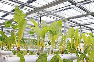 Soilless cultivation vegetables