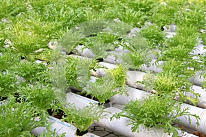 Soilless cultivation of vegetables
