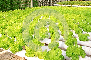 Soilless cultivation of vegetables