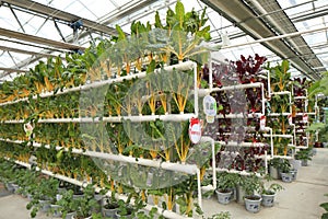 Soilless cultivation vegetables