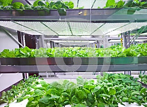 Soilless cultivation of vegetables