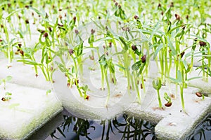 Soilless culture or hydroponic photo