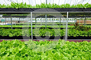 Soilless culture Lettuce