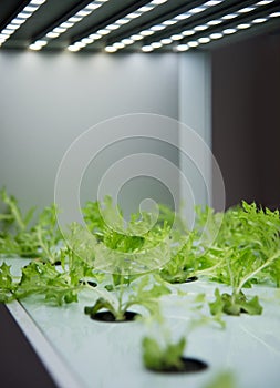 Soilless culture of vegetables under artificial light