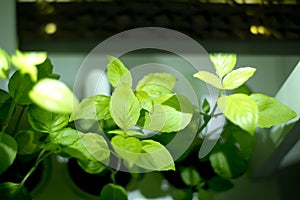 Soilless culture of vegetables under artificial light