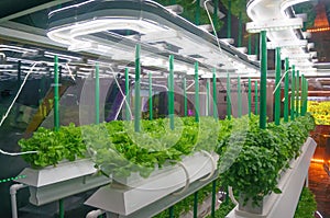 Soilless culture of vegetables under artificial light. Organic hydroponic vegetable garden. LED light Indoor farm photo