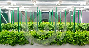 Soilless culture of vegetables under artificial light. Organic hydroponic vegetable garden. LED light Indoor farm